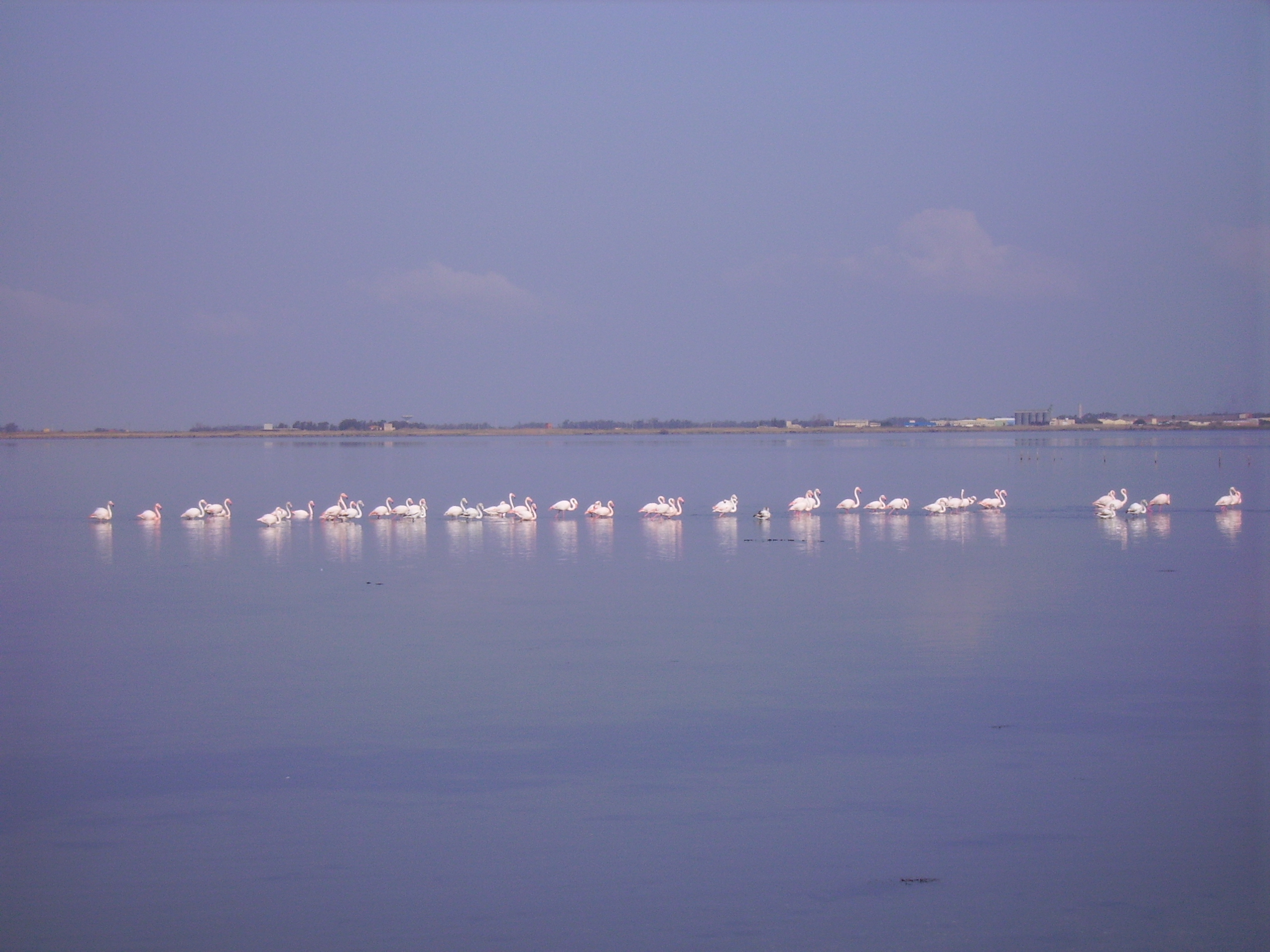 Sito di ricerca della rete LTER Italia - Laguna di Cabras